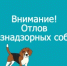 С  19 ноября 2025 года  в Новосергиевском районе начинается отлов собак без владельцев  специализированной организацией. - Новосергиевский район